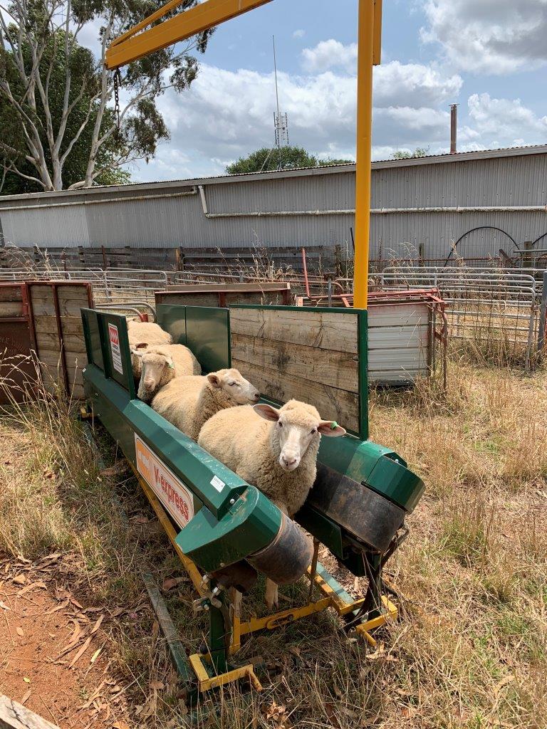 Arrow V Express Sheep Conveyor Livestock Equipment Sheep